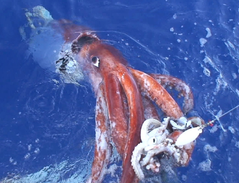 calamar-gigante2.jpg